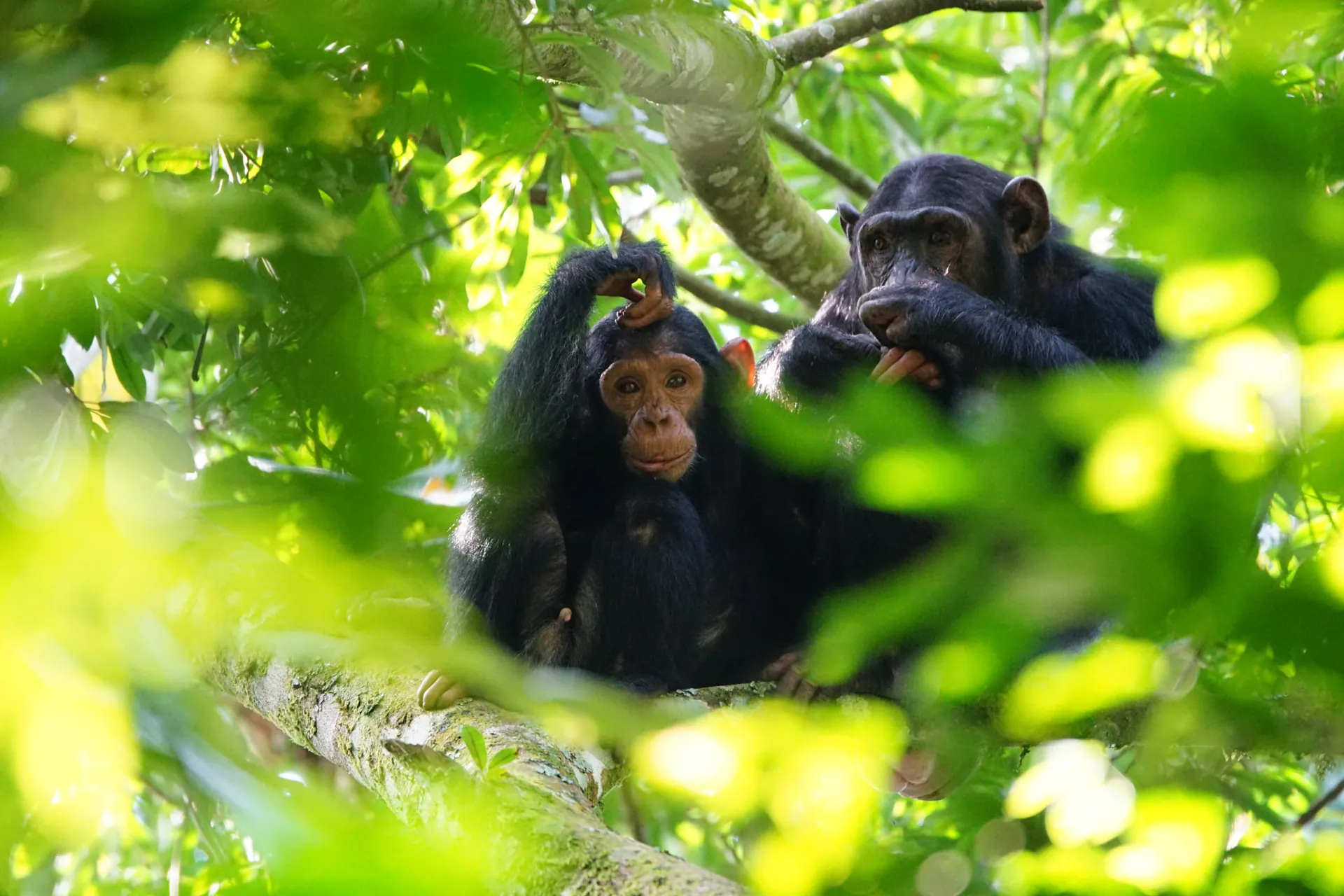 A chimpanzee mother and infant in sunlit forest