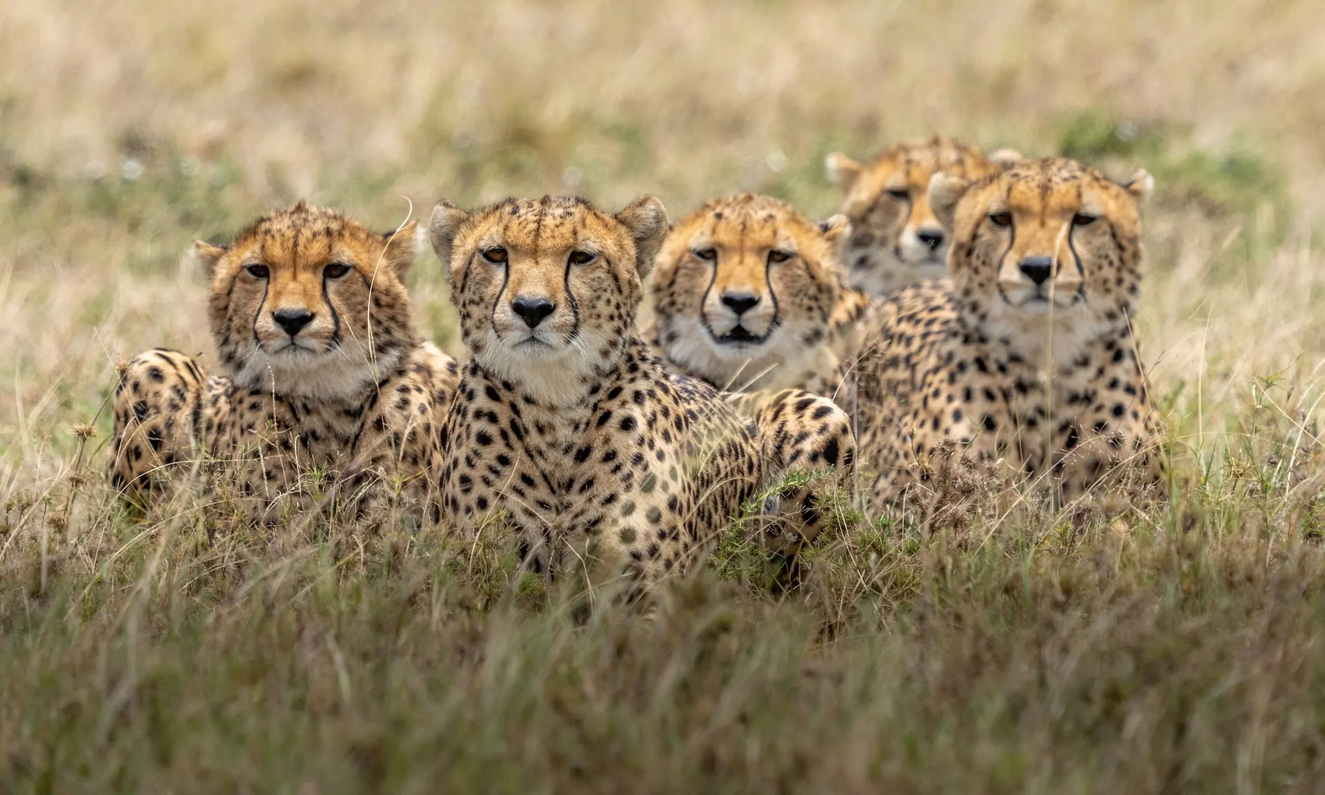 A coalition of four cheetah resting in long grass