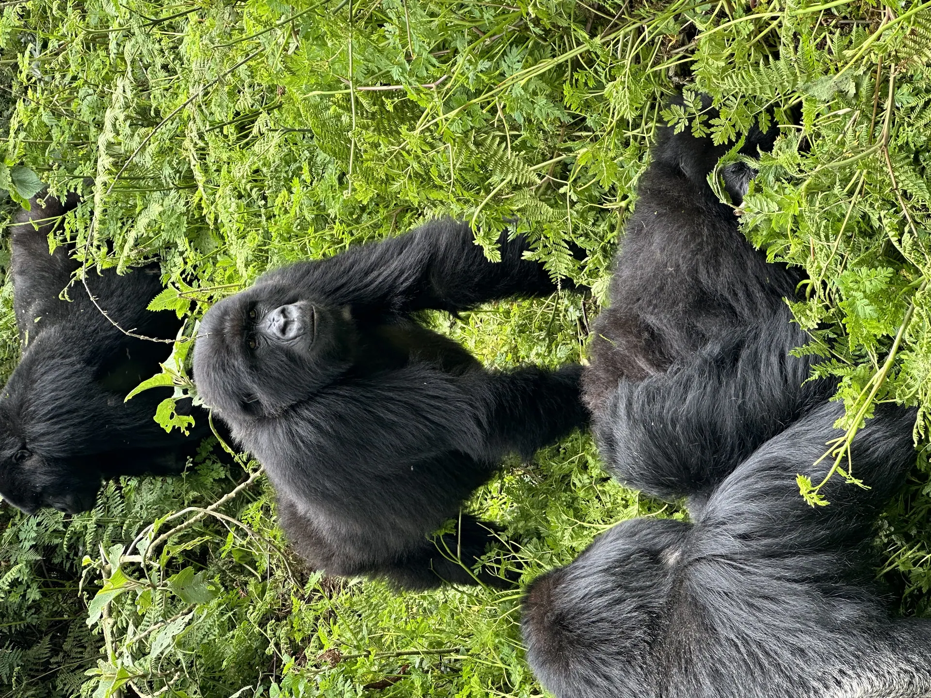 A silverback gorilla resting in thick forest cover