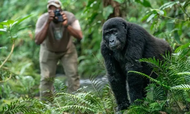 A mountain gorilla watched at close range on a trek