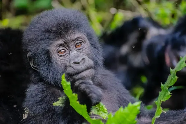 Close portrait of a young mountain gorilla