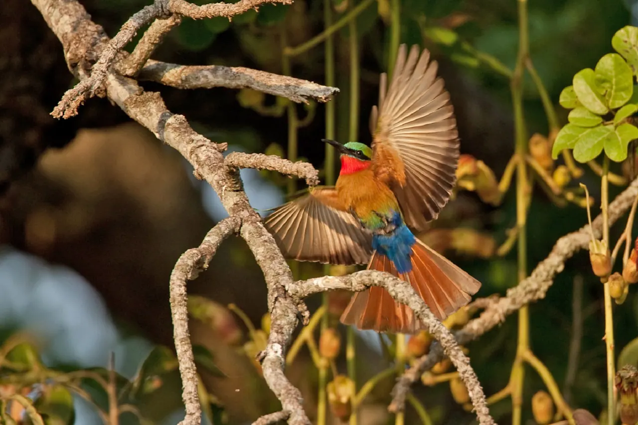 A pair of bee-eaters perched on a bare branch