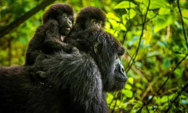 Two mountain gorillas sitting together in the undergrowth