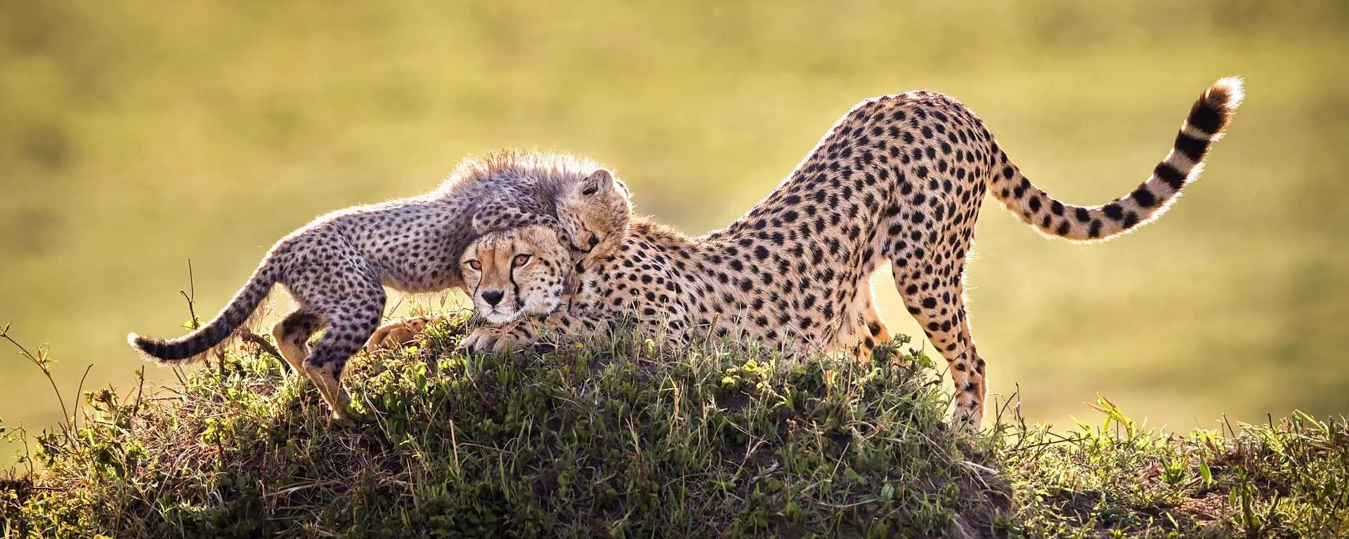 A cheetah and cub on a termite mound