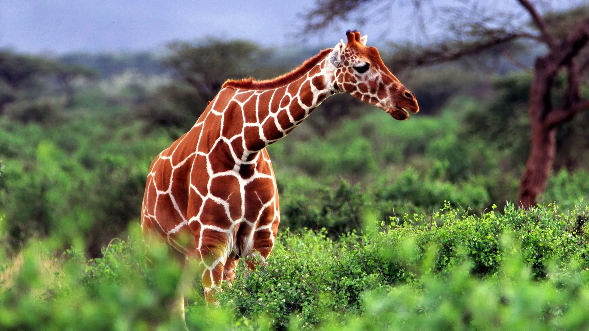 A reticulated giraffe browsing in green bush