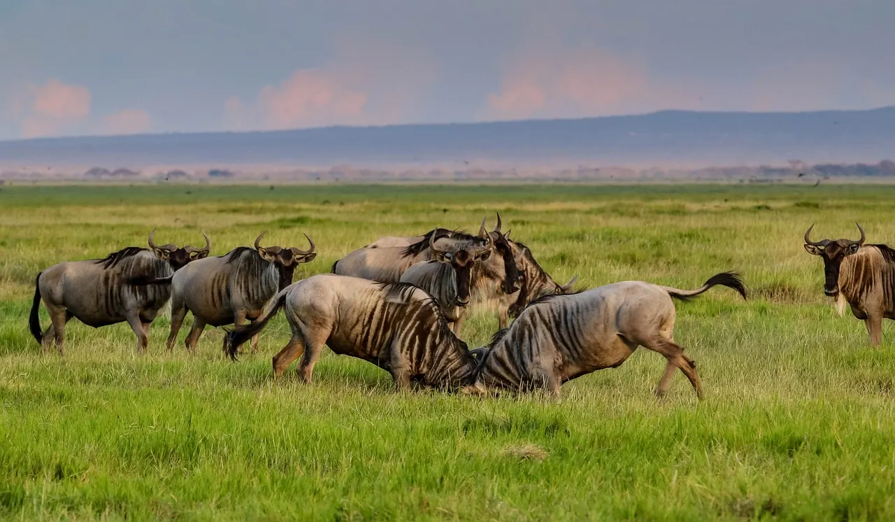 Wildebeest running across open grassland