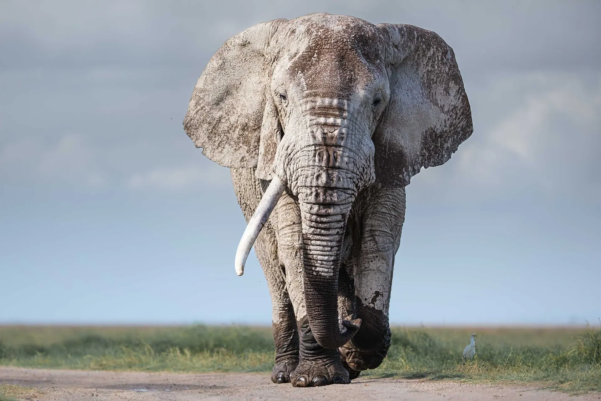 A large tusker elephant walking on the Amboseli flats