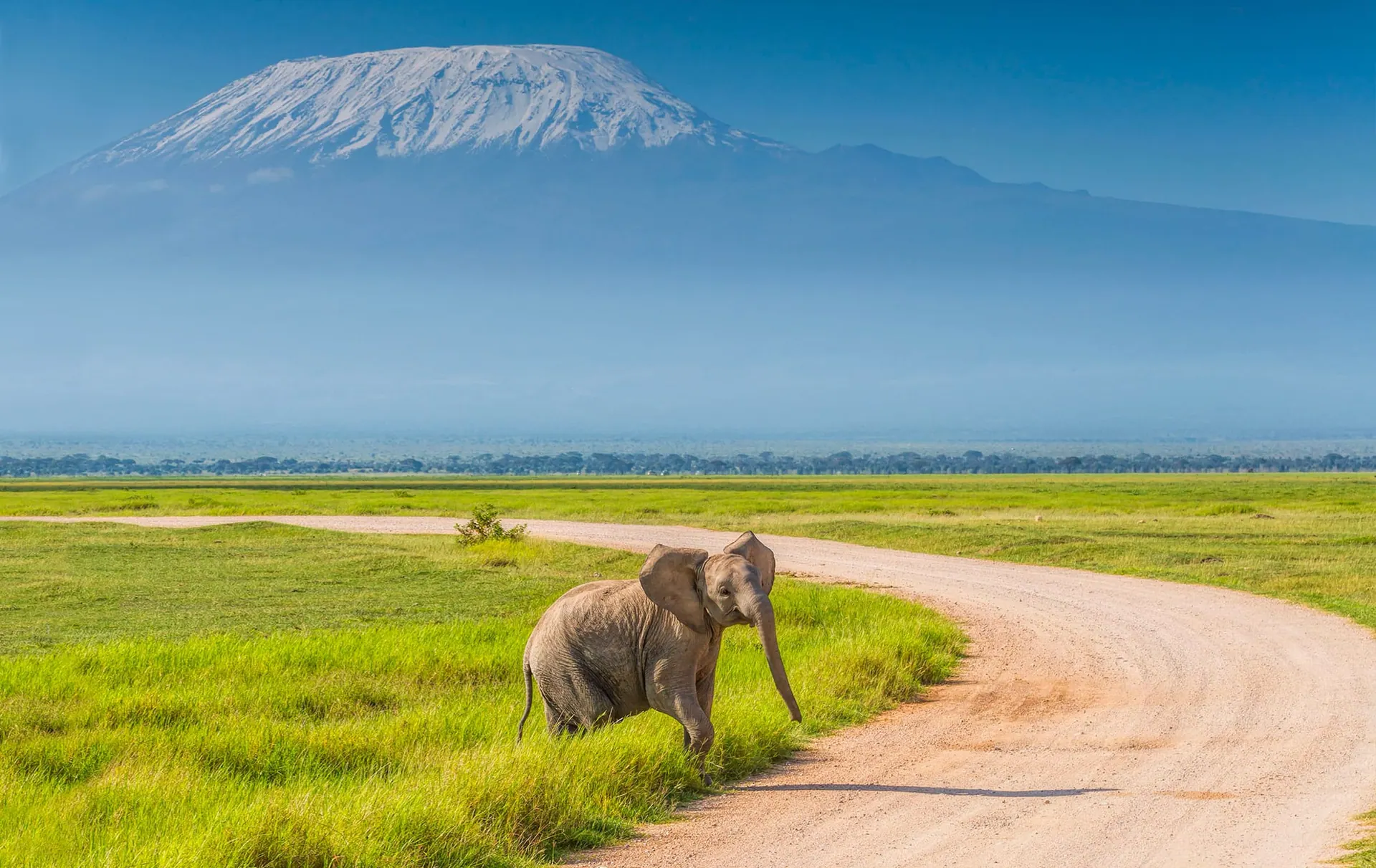 An elephant crossing a track below Kilimanjaro, Amboseli