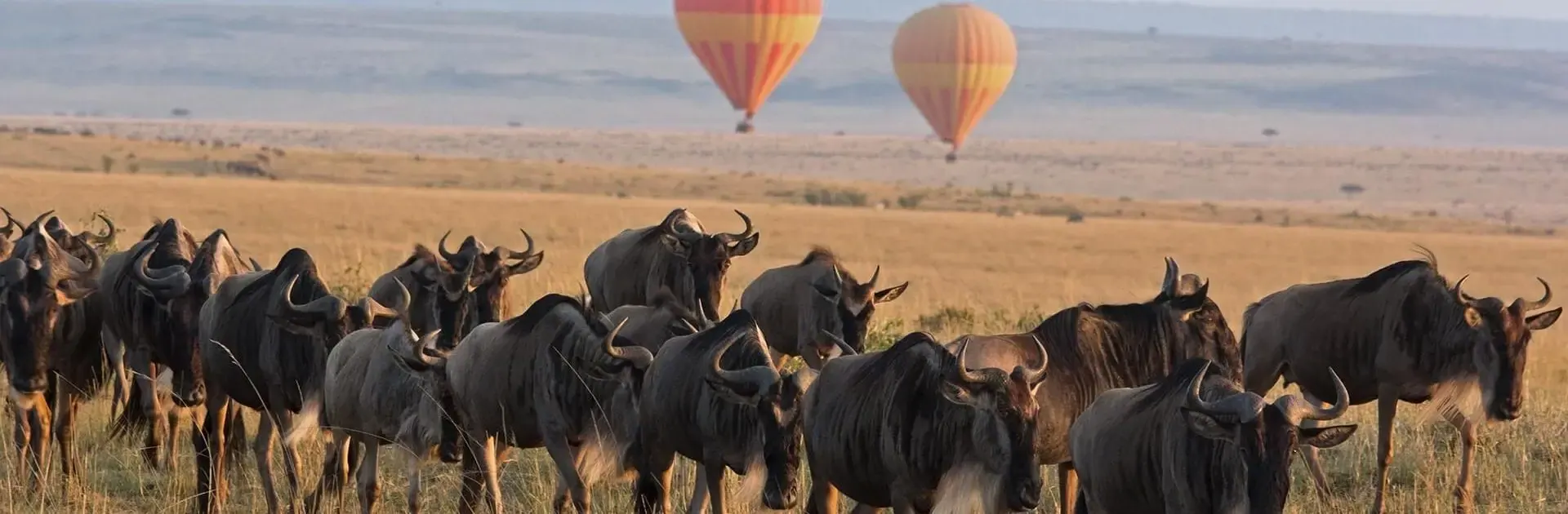 Hot-air balloons above wildebeest herds at dawn