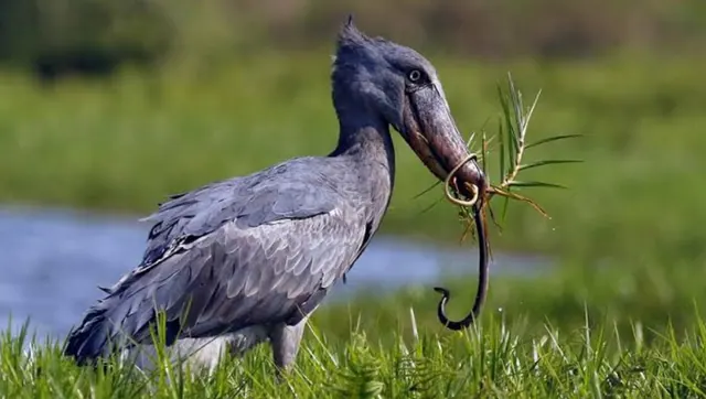 A shoebill standing in papyrus swamp