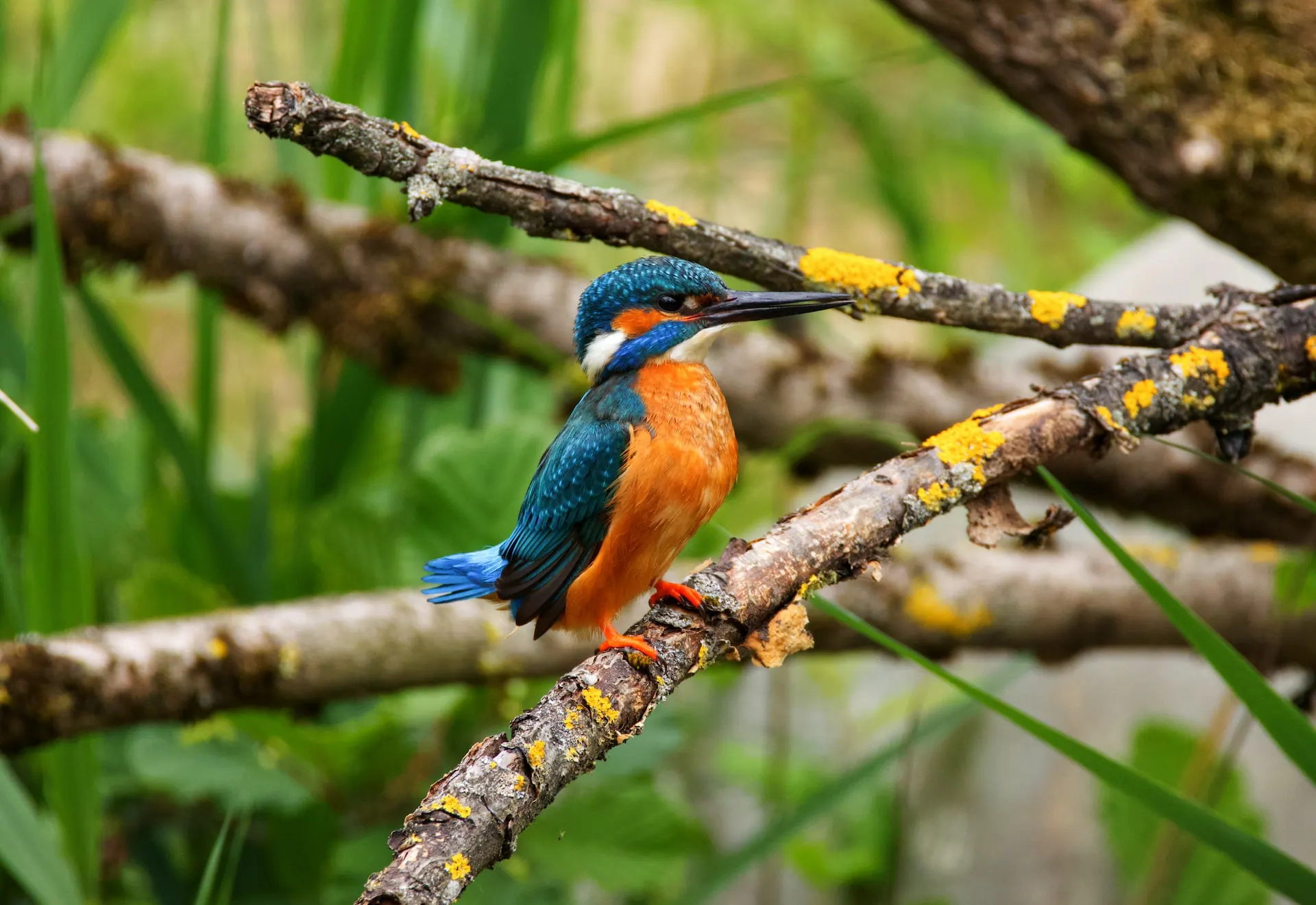 A malachite kingfisher perched on a lichen-covered branch