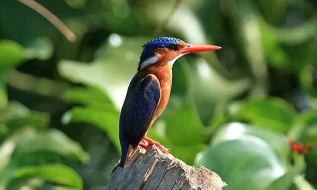 A malachite kingfisher on a reed stem