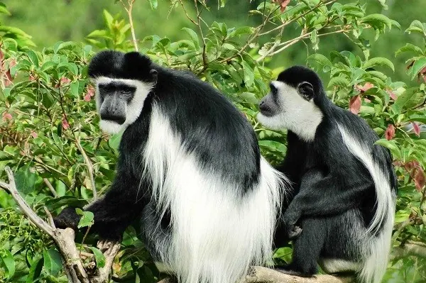 Two black and white colobus monkeys in the canopy