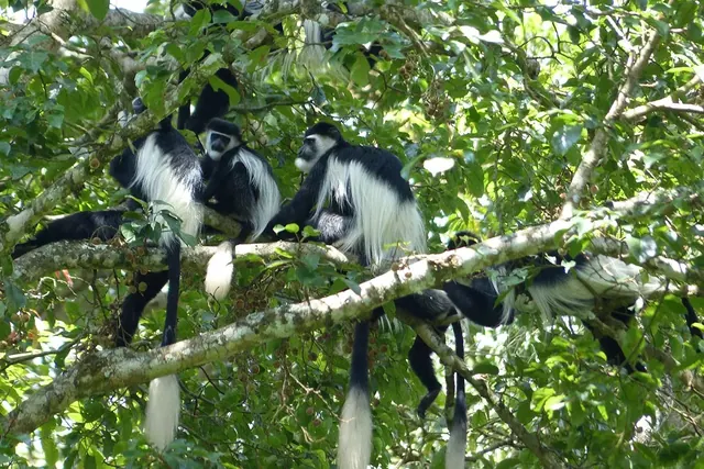 Black and white colobus monkeys in the canopy