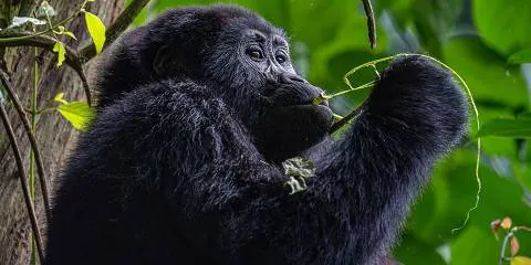 Mountain gorilla feeding in dense forest foliage