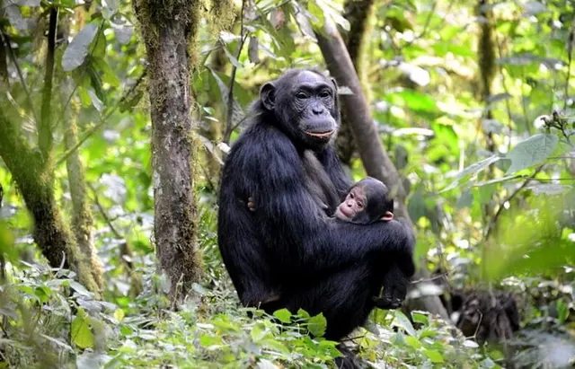 A chimpanzee mother and infant on the forest floor