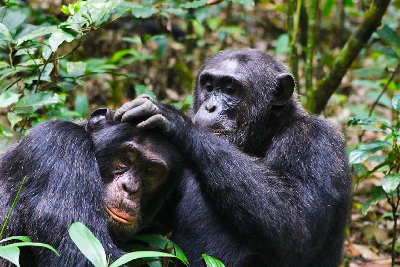 Two chimpanzees grooming in the forest