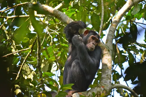 A chimpanzee mother carrying her infant through the trees