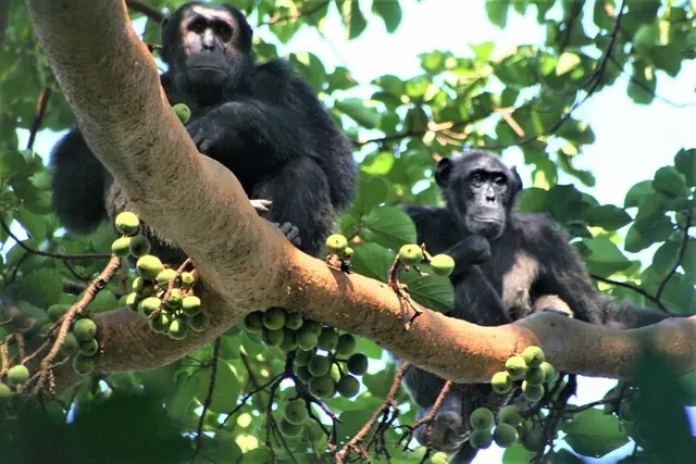 Two chimpanzees resting in a fruiting fig tree