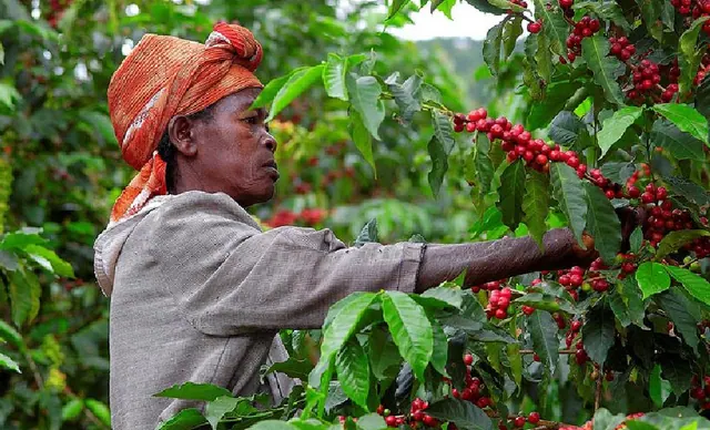 A picker harvesting ripe coffee cherries by hand