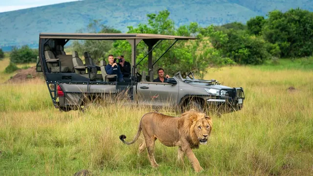 A lion beside a game-viewing vehicle in Akagera