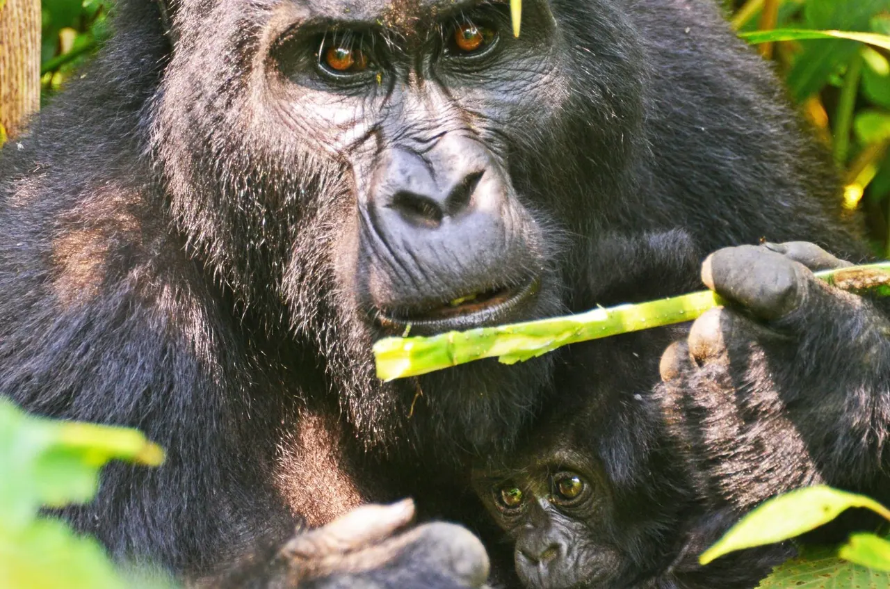 A mountain gorilla feeding on bamboo