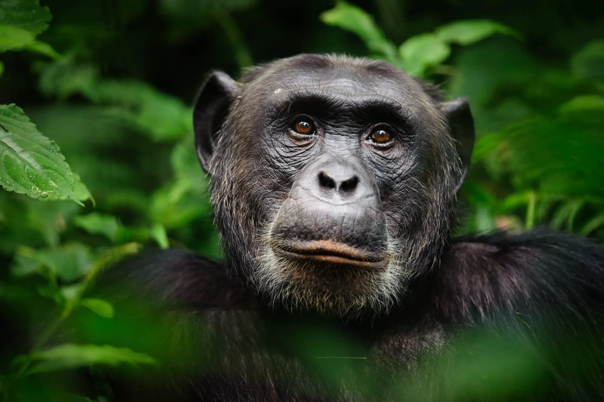 Portrait of a chimpanzee in the forest