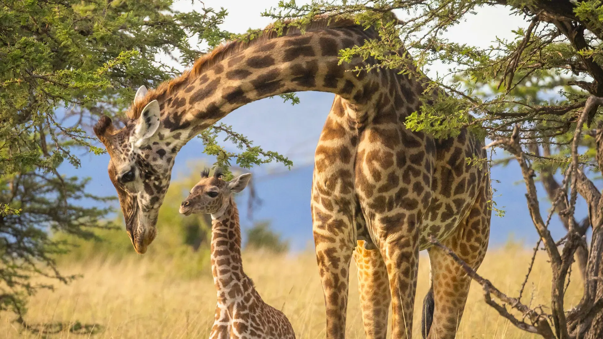 Giraffe on open grassland in a Mara conservancy