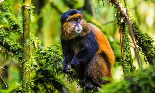 Golden monkey in the Virunga bamboo zone