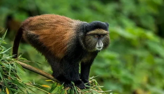 A golden monkey on a bamboo stem at Mgahinga