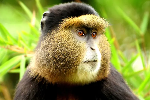 A golden monkey in the Virunga bamboo