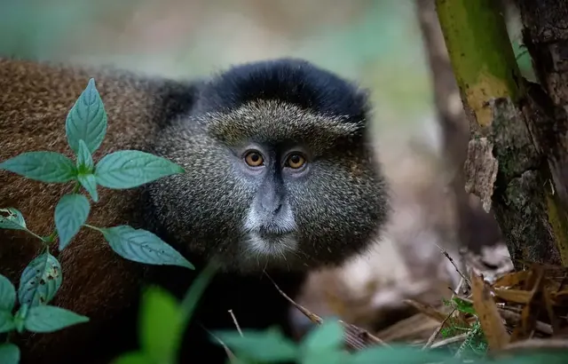 Portrait of a blue monkey in forest foliage