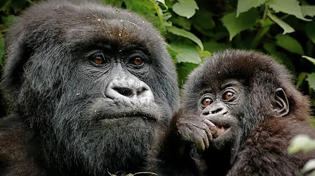 An adult mountain gorilla with a young one