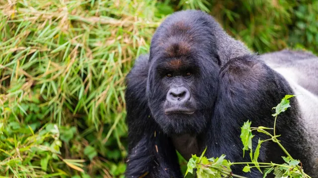 A silverback gorilla in Volcanoes National Park