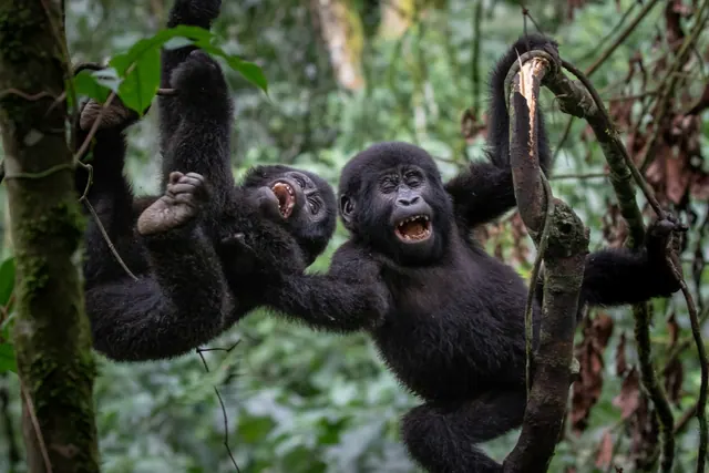 Young mountain gorillas playing in forest vines
