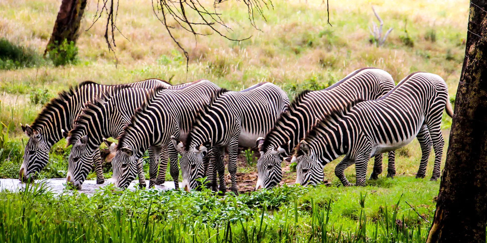 Grevy's zebra lined up on northern grassland