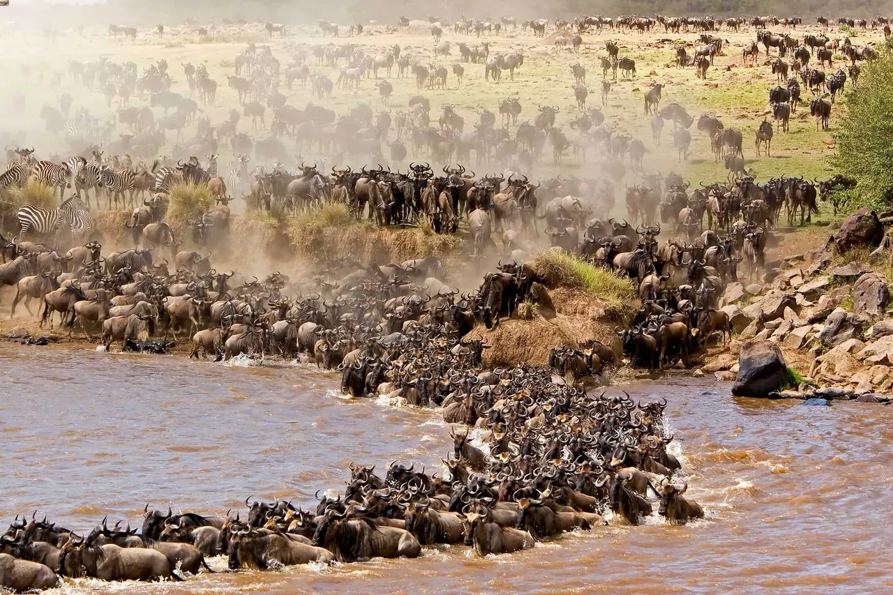 Wildebeest massed at a Mara River crossing point
