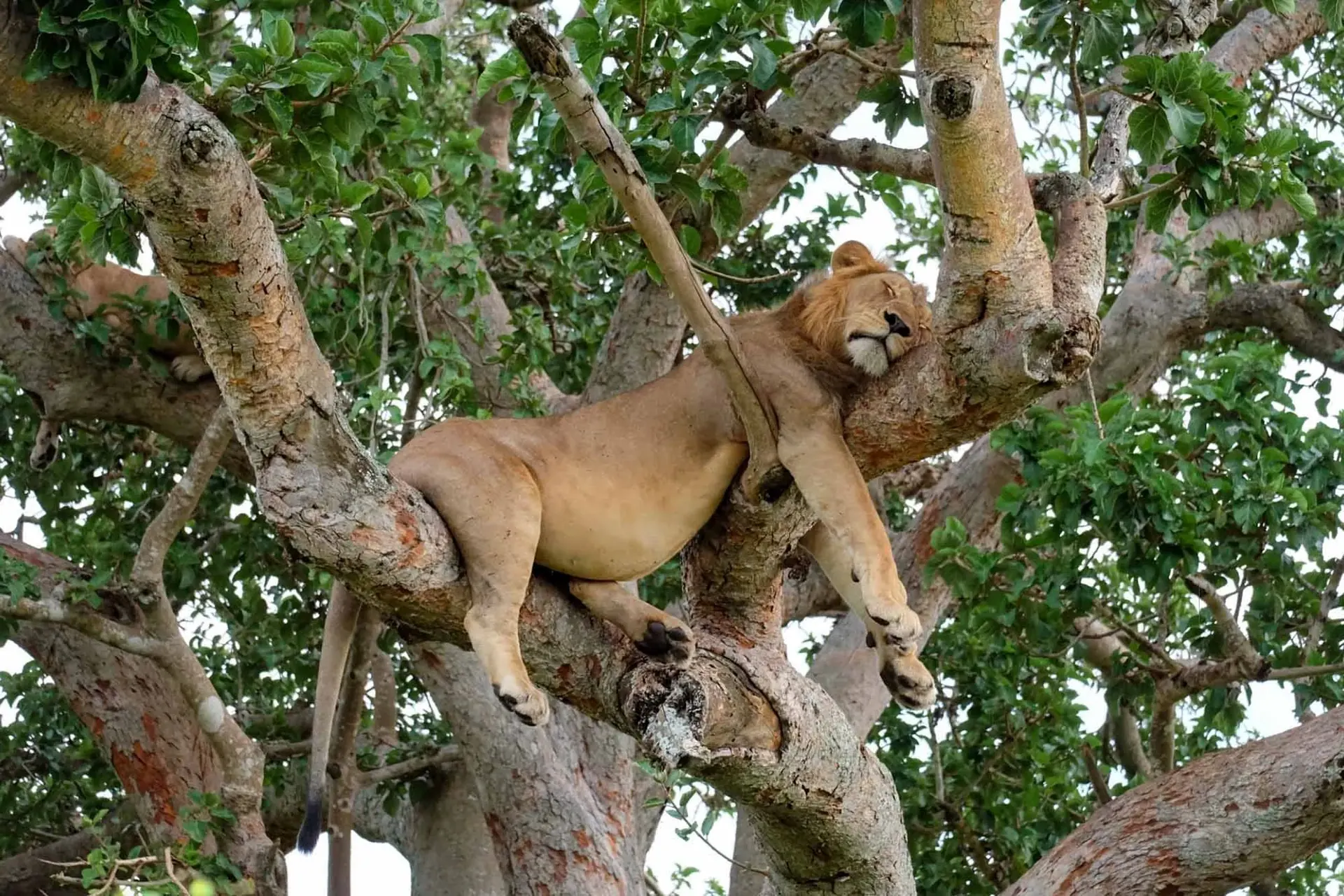 Lions resting in the branches of a fig tree at Ishasha