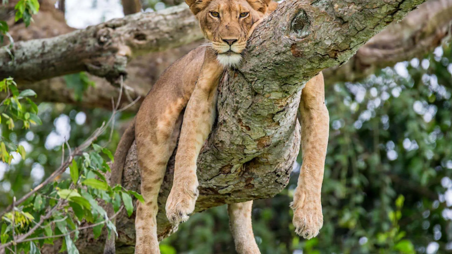 Lioness draped along a fig branch in the Ishasha sector