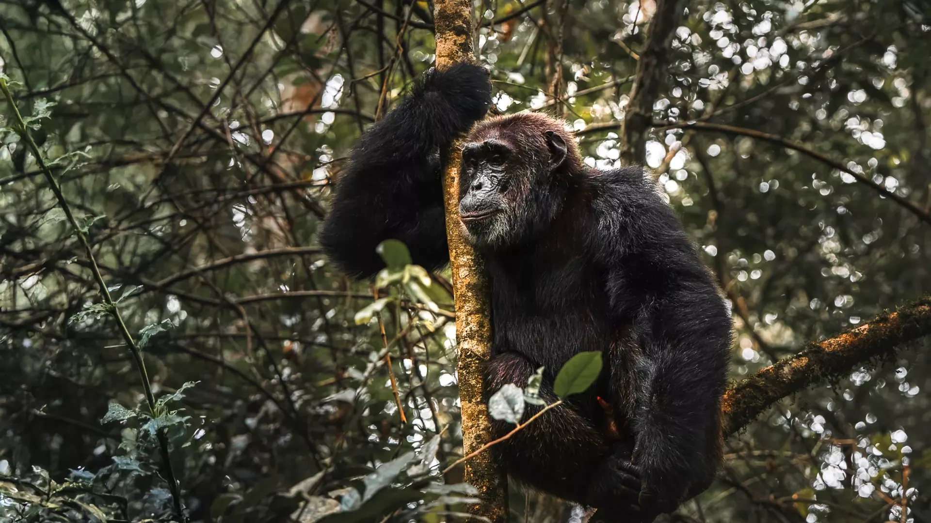 Chimpanzee resting in the canopy of Kibale Forest