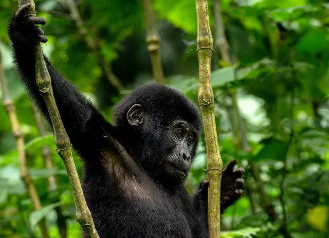 Monkey climbing a bamboo stem in highland forest