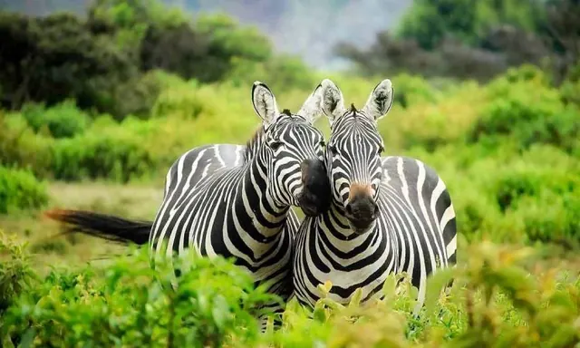Plains zebra grazing in Lake Mburo National Park