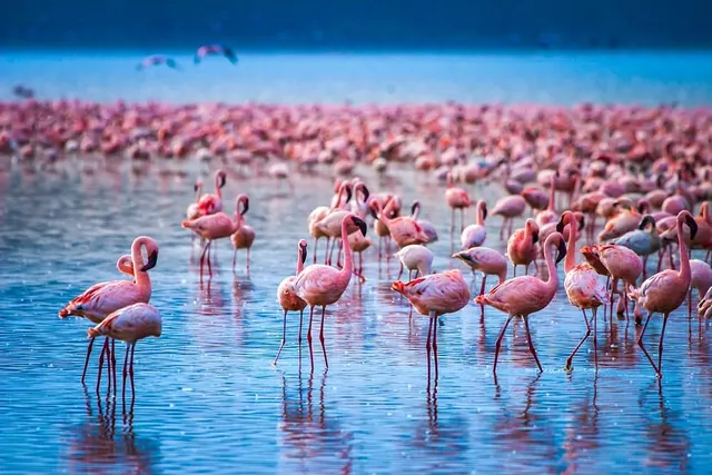 Lesser flamingo flocks feeding on a Rift Valley soda lake