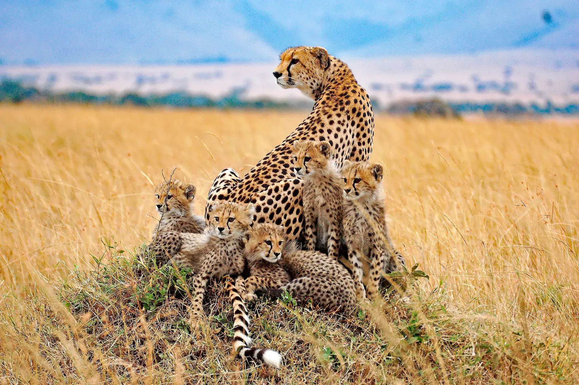 Cheetah family resting in long golden grass