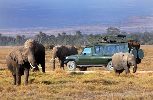 Elephants passing a stationary safari vehicle on the plains