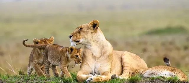 Lioness resting with her cubs in the Maasai Mara