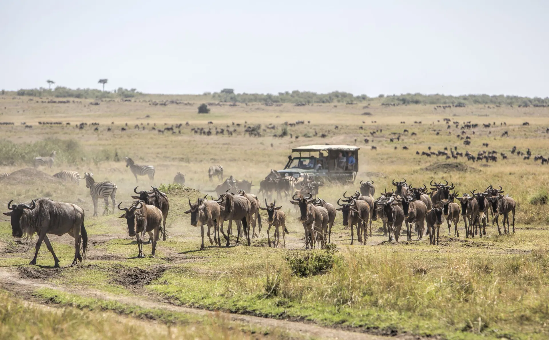 Wildebeest herds spread across the plains beside a safari vehicle