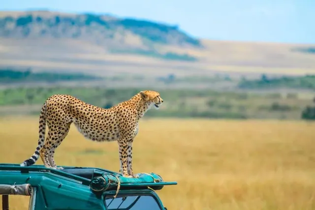 Cheetah scanning the plains from a vehicle bonnet