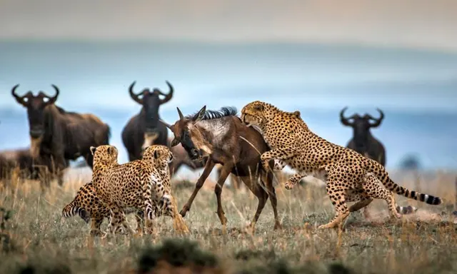 Cheetahs moving through a scattered wildebeest herd
