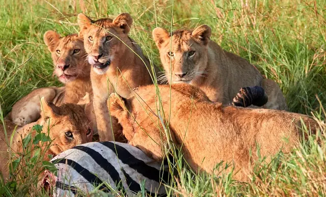 Lion pride at a kill in long grass